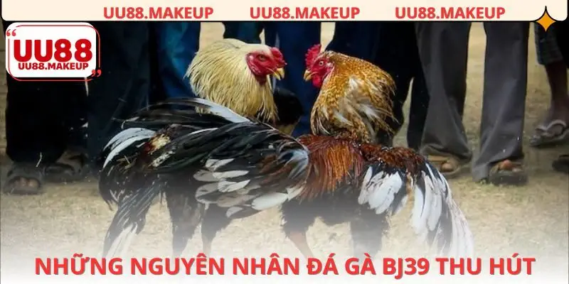 Đặc điểm thu hút khách của đá gà bj39